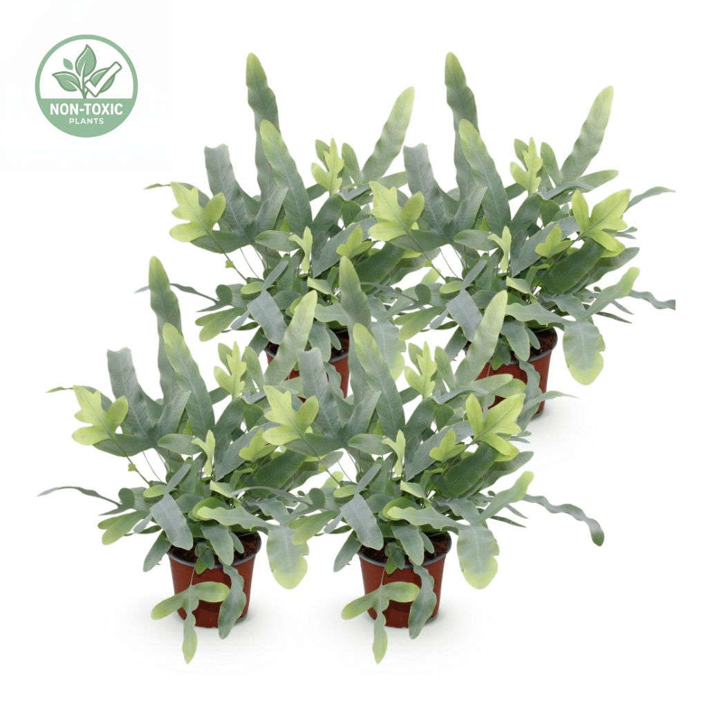 Four potted artificial fern plants with green and light green fronds, arranged on a white background with a 'NON-Toxic Plants' badge in the top-left corner.