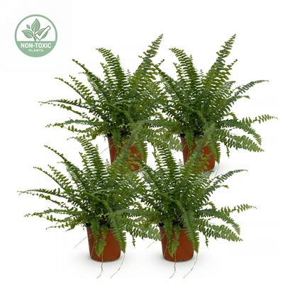 Boston Fern, 4 Pack | Nephrolepis Green Lady