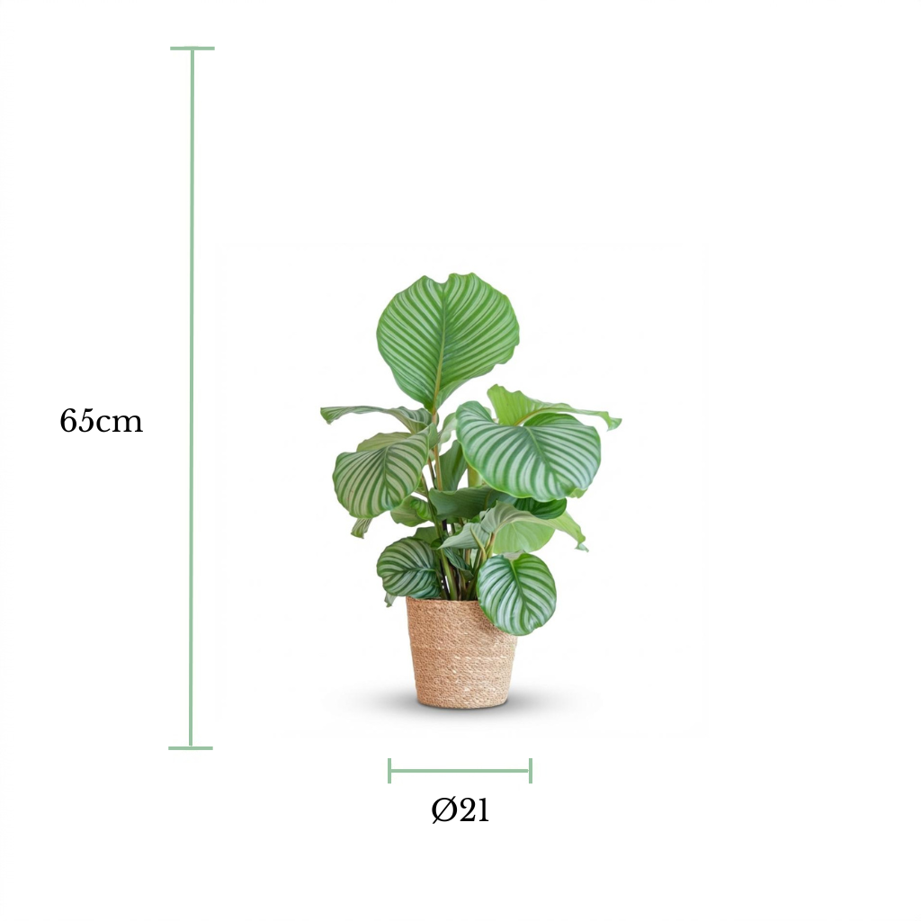 A potted green houseplant centered on a white background, with measurement lines and text indicating a height of 65 cm and a pot diameter of 21 cm.