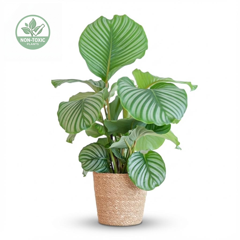 A potted Calathea Okege plant with vibrant green and silver striped leaves, in a natural brown woven pot, shown on a white background with a 'Non-Toxic Plants' badge in the top left corner.