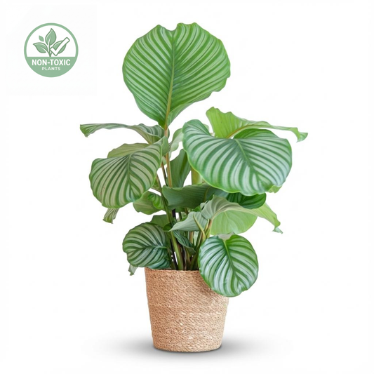 A potted Calathea Okege plant with vibrant green and silver striped leaves, in a natural brown woven pot, shown on a white background with a 'Non-Toxic Plants' badge in the top left corner.