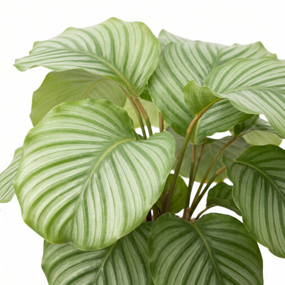 A close-up of a Calathea Oxyrhincha plant with large, wavy, light green leaves featuring prominent white stripes and prominent ribbing, set against a solid white background.