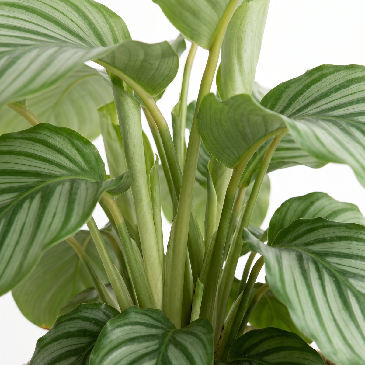A close-up of a live houseplant with broad, striped green leaves and pale green stems against a clean white background.