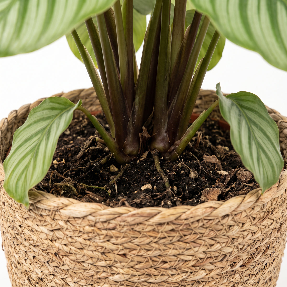 A close-up of a potted houseplant with green striped leaves and dark brown stems, growing in dark soil inside a woven straw basket pot against a white background.