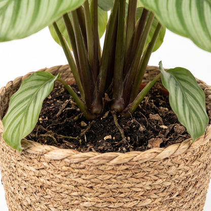 A close-up of a potted houseplant with green striped leaves and dark brown stems, growing in dark soil inside a woven straw basket pot against a white background.