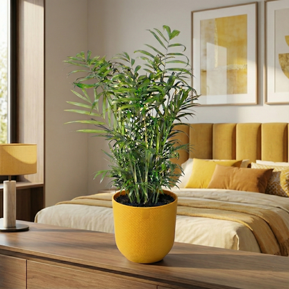 Parlour Palm; Chamaedorea Elegans | 50cm