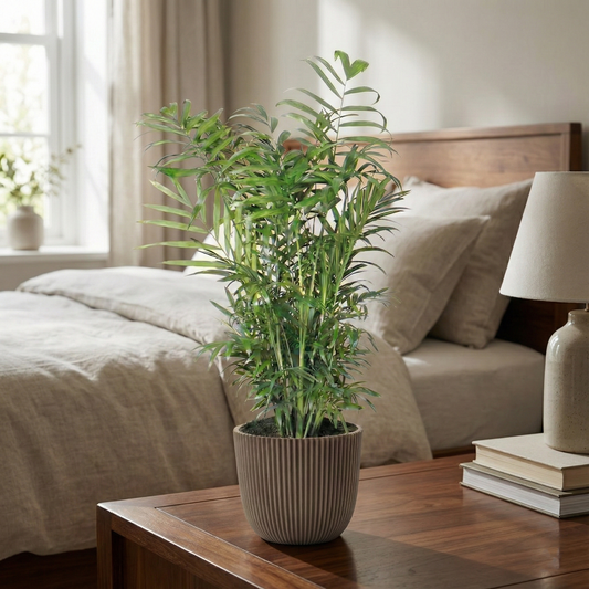 Parlour Palm; Chamaedorea Elegans | 55cm