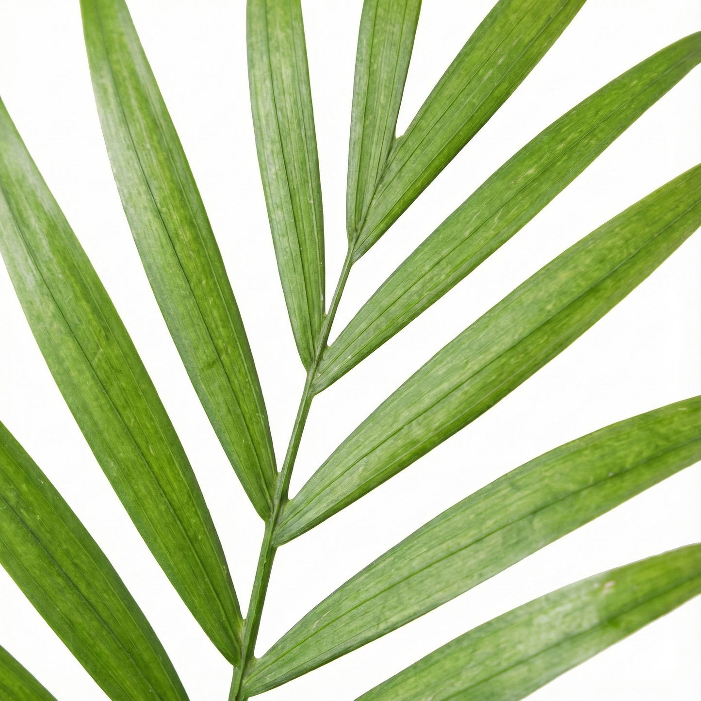 Parlour Palm; Chamaedorea Elegans | 50cm