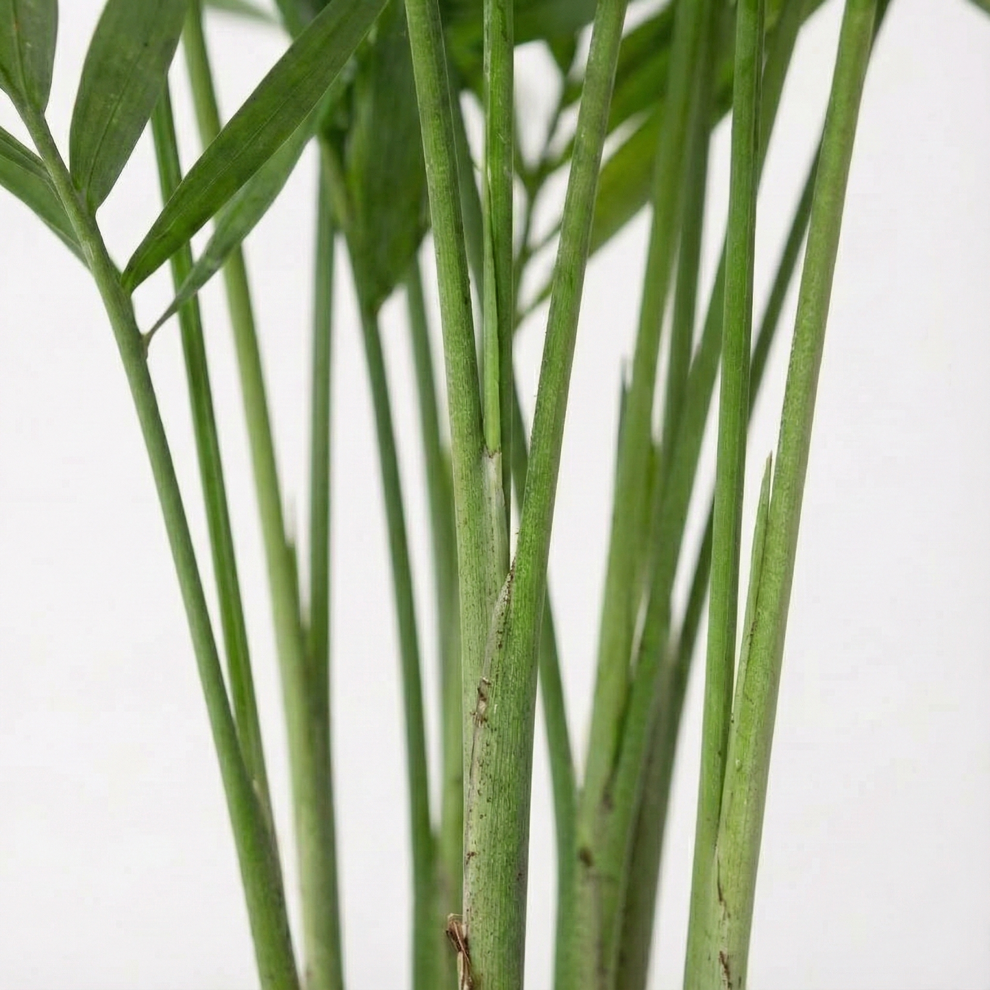 Parlour Palm; Chamaedorea Elegans | 50cm