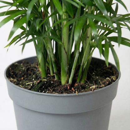 Parlour Palm; Chamaedorea Elegans | 55cm