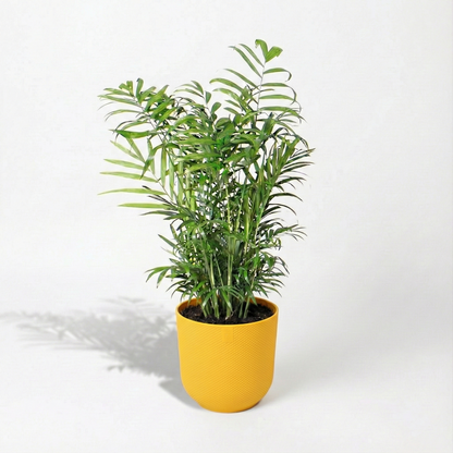 Parlour Palm; Chamaedorea Elegans | 50cm