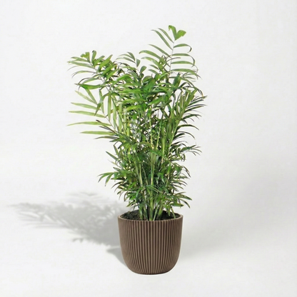 Parlour Palm; Chamaedorea Elegans | 55cm