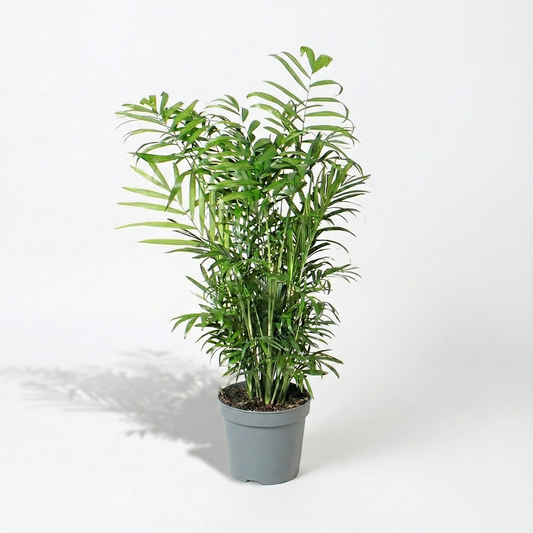 Parlour Palm; Chamaedorea Elegans | 55cm