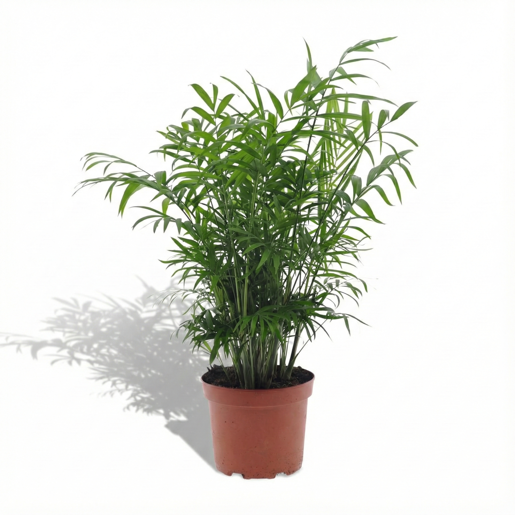 Parlour Palm; Chamaedorea Elegans | 50cm