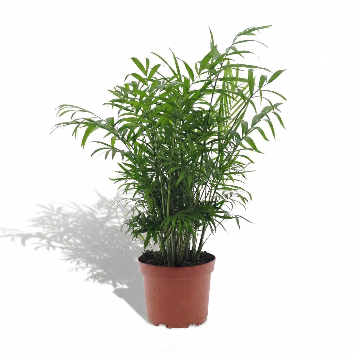 Parlour Palm; Chamaedorea Elegans | 50cm
