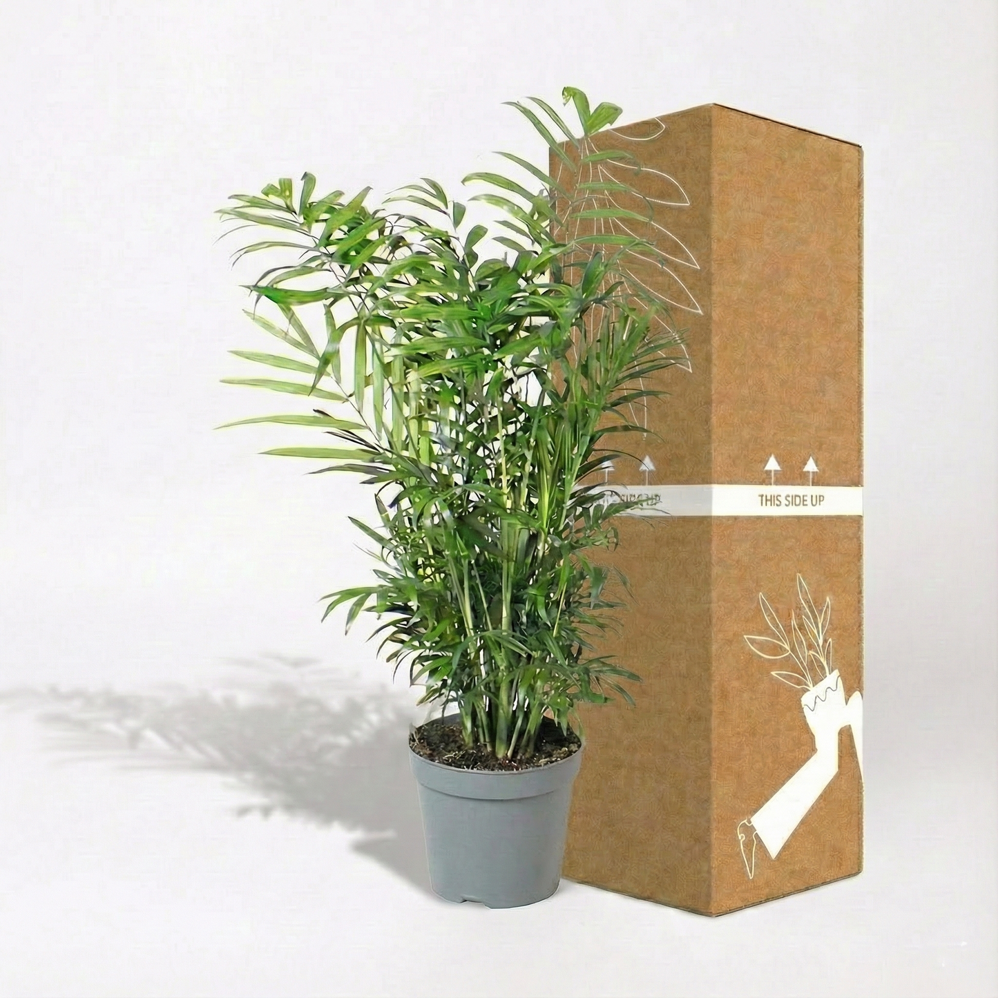 Parlour Palm; Chamaedorea Elegans | 55cm