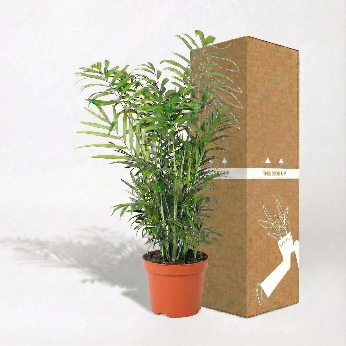 Parlour Palm; Chamaedorea Elegans | 50cm