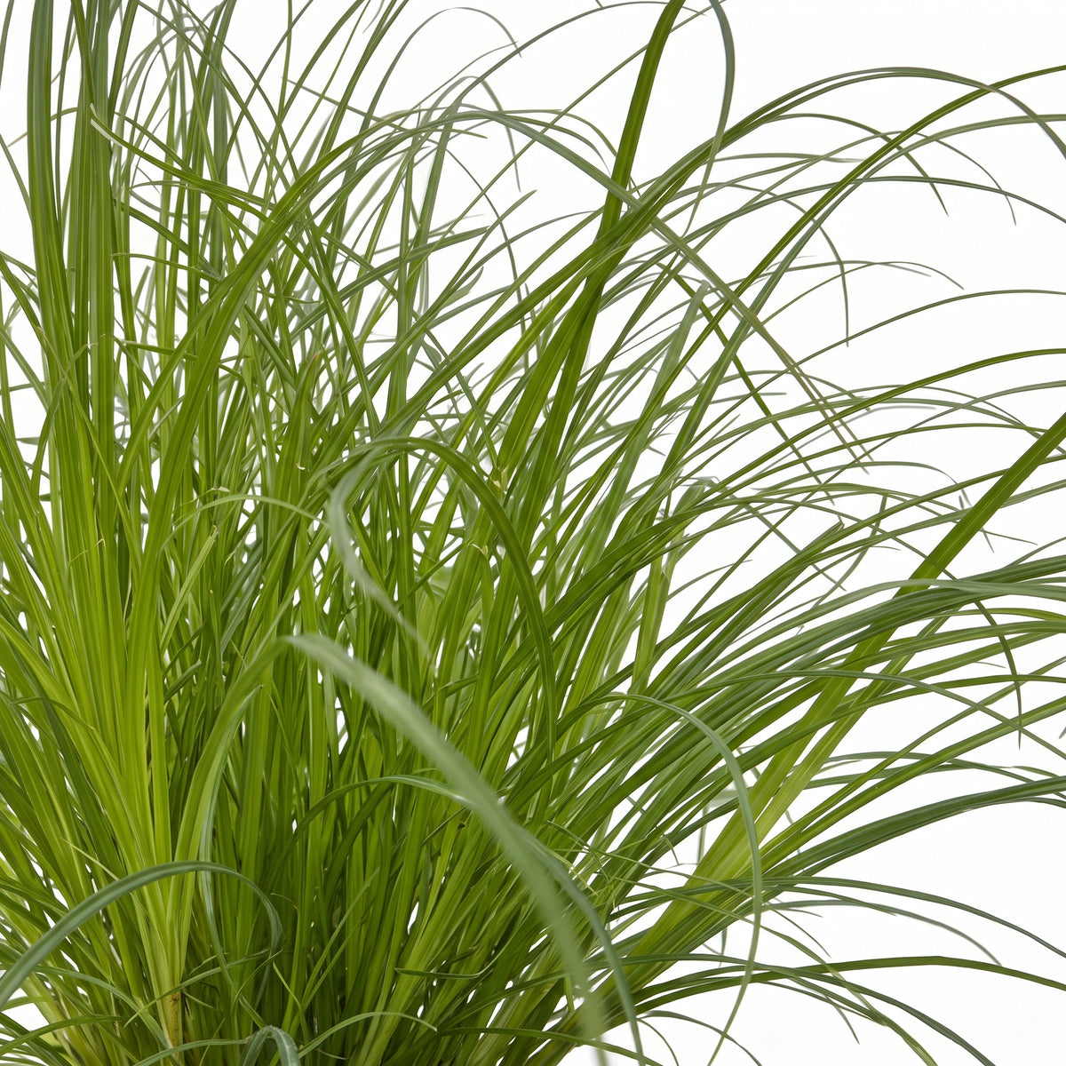 Green ornamental grass with long, slender blades growing in a dense clump against a plain white background.
