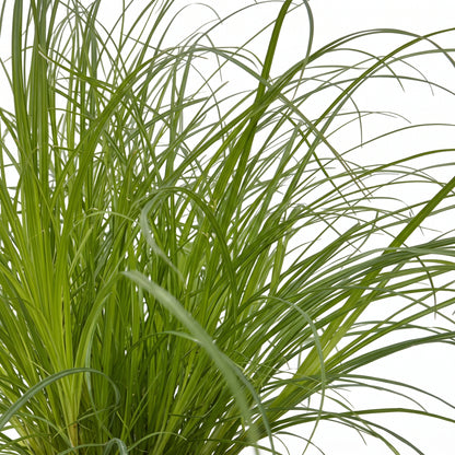 Green ornamental grass with long, slender blades growing in a dense clump against a plain white background.