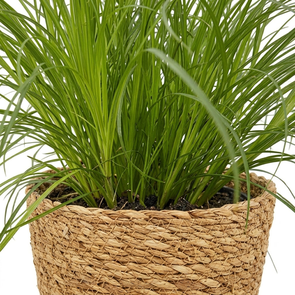 A potted green ornamental grass plant in a round woven natural-fiber basket planter, photographed against a plain white background.