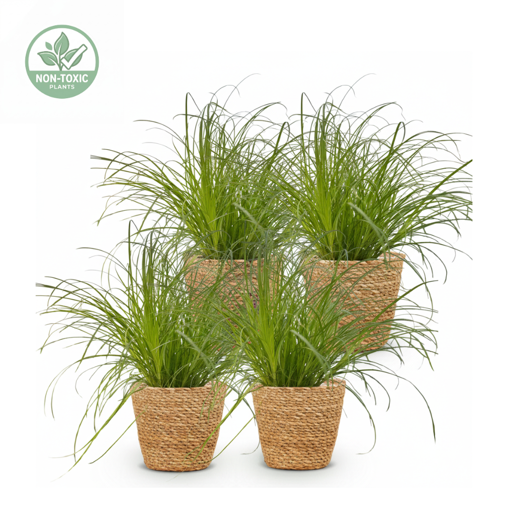 Four potted spider plant varieties in woven brown pots, arranged on a clean white background with a non-toxic logo in the top-left corner.