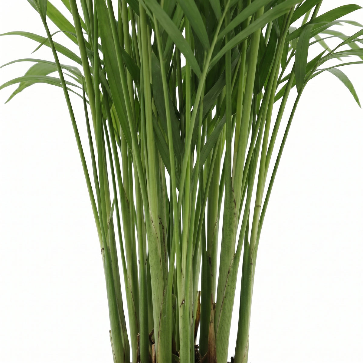 A close-up of a green palm frond plant with long, slender leaves and upright stems, photographed against a plain white background.