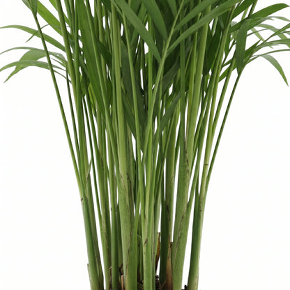 A close-up of a green palm frond plant with long, slender leaves and upright stems, photographed against a plain white background.