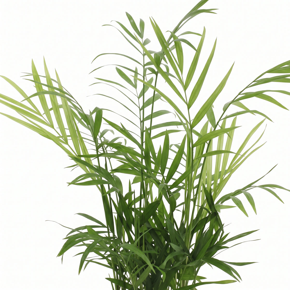 A green artificial palm frond plant with long, slender leaves, isolated on a solid white background.