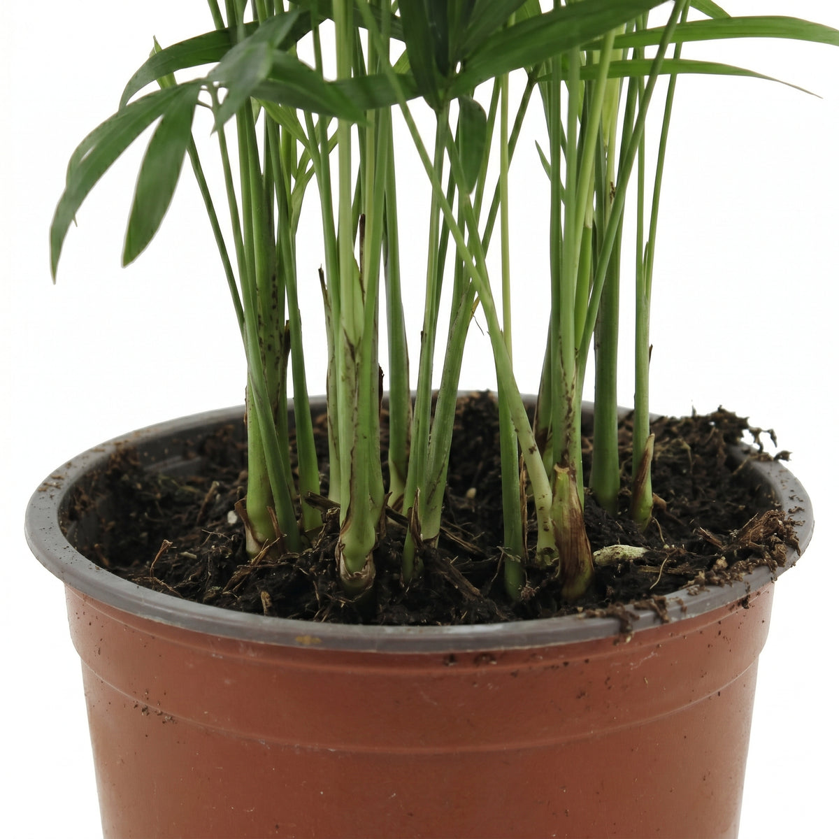 A potted live plant with multiple upright green stems and leaves, shown in a brown plastic nursery pot on a white background.