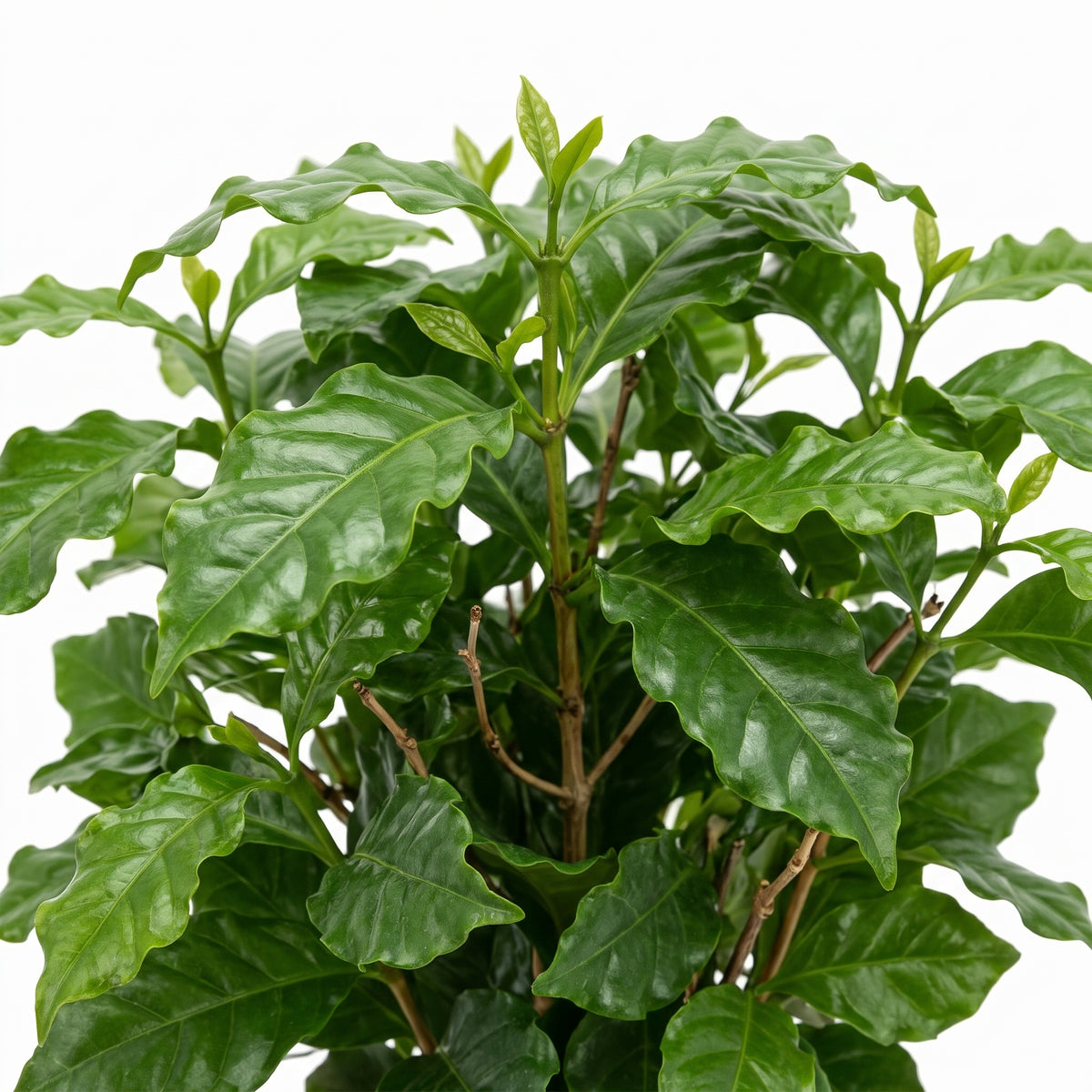A leafy green plant with glossy, wavy leaves and small new buds, photographed against a plain white background.