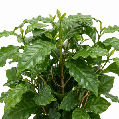 A leafy green plant with glossy, wavy leaves and small new buds, photographed against a plain white background.