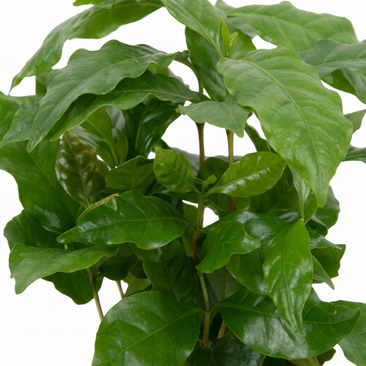 A close-up of a leafy green plant with glossy, oval-shaped leaves on a plain white background.