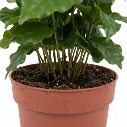 A potted plant with glossy green leaves and multiple upright stems, shown in a terracotta-colored plastic nursery pot filled with dark soil against a white background.