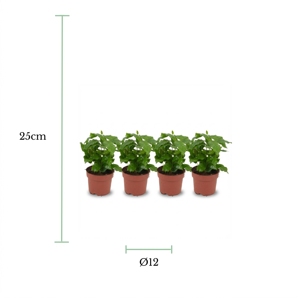 Four small green potted plants in terracotta pots shown on a white background with dimension labels indicating 25 cm height and Ø12 diameter.