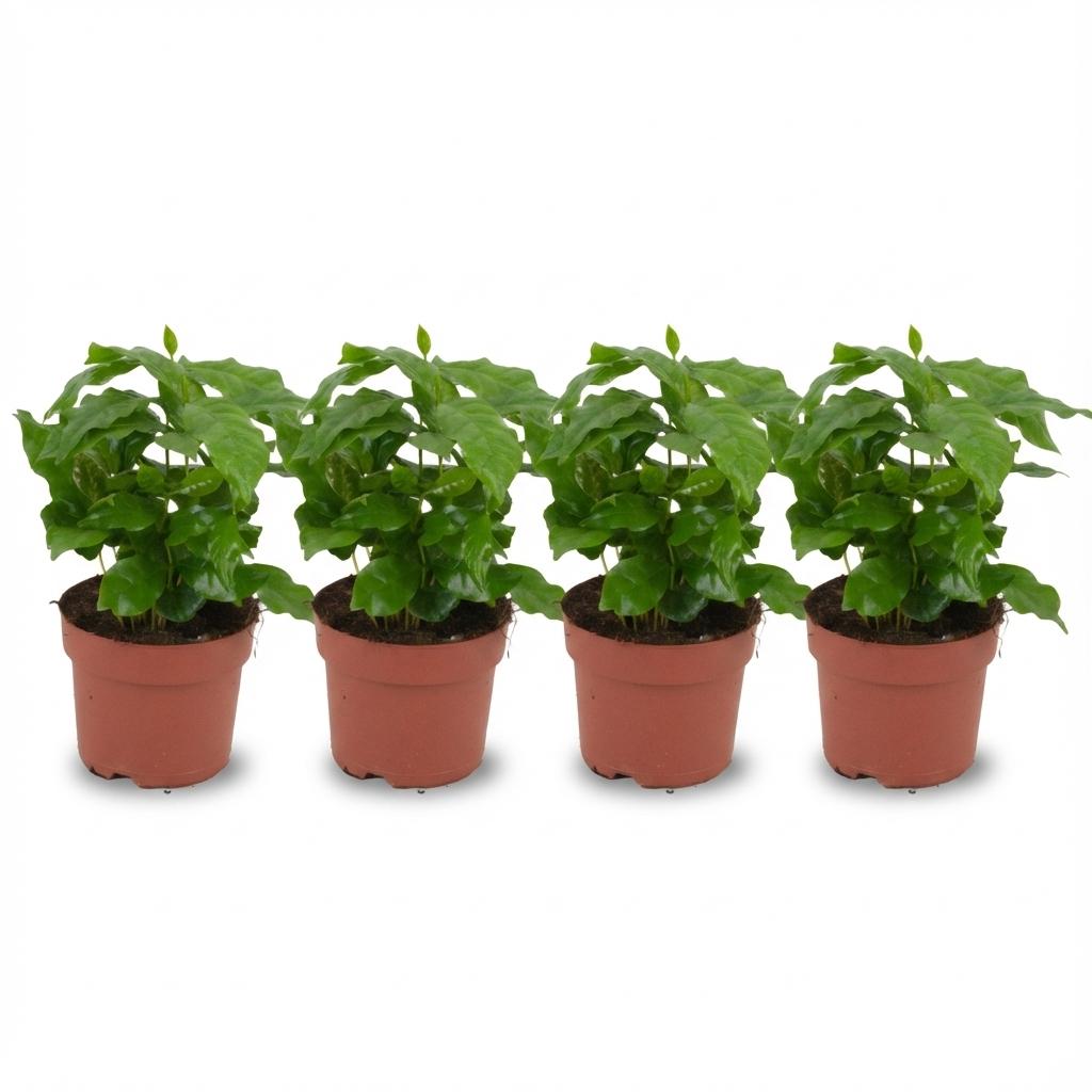 Coffee Plant, 4 Pack | Coffea Arabica