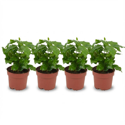 Coffee Plant, 4 Pack | Coffea Arabica
