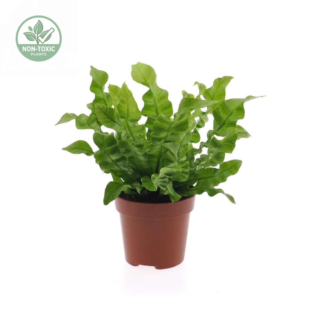A potted green leafy plant in a small brown nursery pot on a white background, with a circular 'Non-Toxic Plants' logo in the top-left corner.