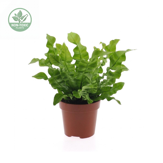 A potted green leafy plant in a small brown nursery pot on a white background, with a circular 'Non-Toxic Plants' logo in the top-left corner.