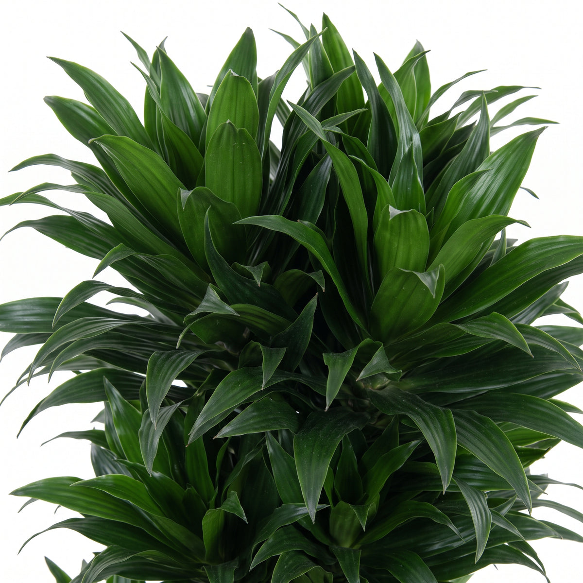A dense, artificial-looking green plant with long, narrow, sword-like leaves arranged in a lush, layered cluster, isolated on a white background.