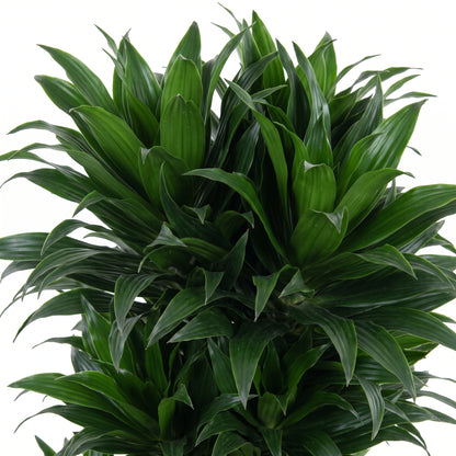 A dense, artificial-looking green plant with long, narrow, sword-like leaves arranged in a lush, layered cluster, isolated on a white background.