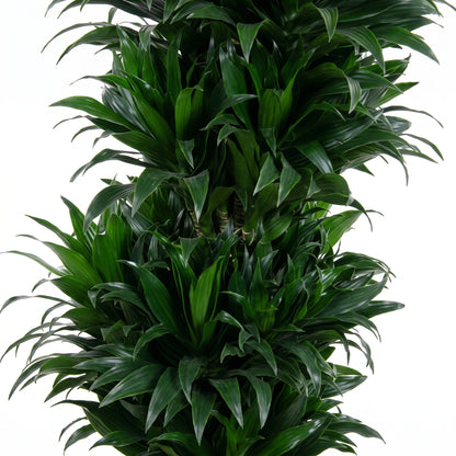 A tall, dense artificial plant with glossy, deep green leaves arranged in a tiered, bushy pattern, isolated on a solid white background.