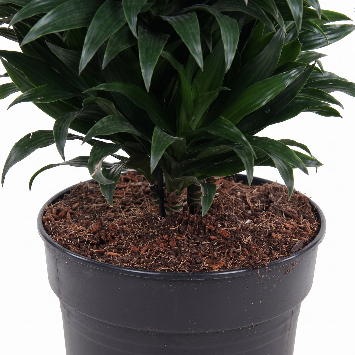 A potted Dracaena massangeana plant with dark green leaves, planted in brown coir bark and potting soil inside a black plastic nursery pot, shown against a white background.