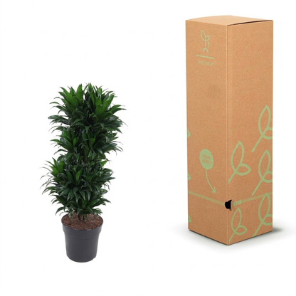 An artificial green plant in a black plastic pot displayed next to its tall brown cardboard packaging box with light green leaf illustrations, on a white background.