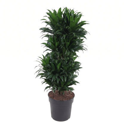 An artificial potted plant with dense, dark green foliage in a black plastic pot, isolated on a white background.