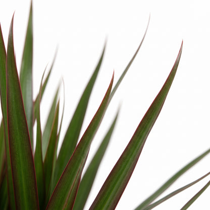 Close-up of long, narrow green leaves with reddish edges, photographed against a clean white background.