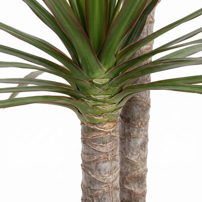 A close-up of a Dracaena margin plant with green leaves featuring reddish edges and a textured gray trunk, shown against a plain white background.