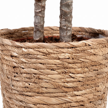 Close-up of a woven natural-fiber planter basket holding two tree trunks against a white background.