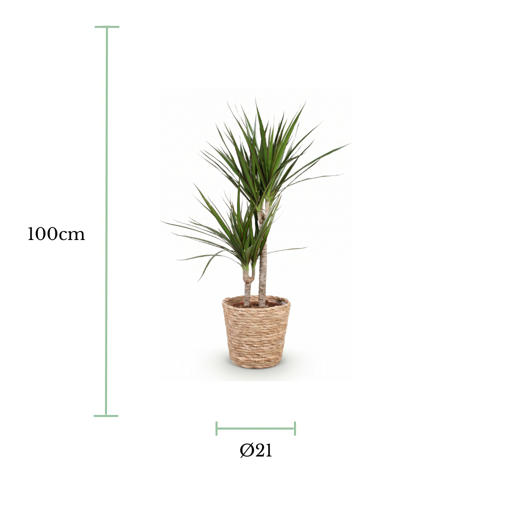 A potted dracaena plant centered on a white background, with green measurement lines and text indicating a height of 100 cm and a diameter of 21 cm.