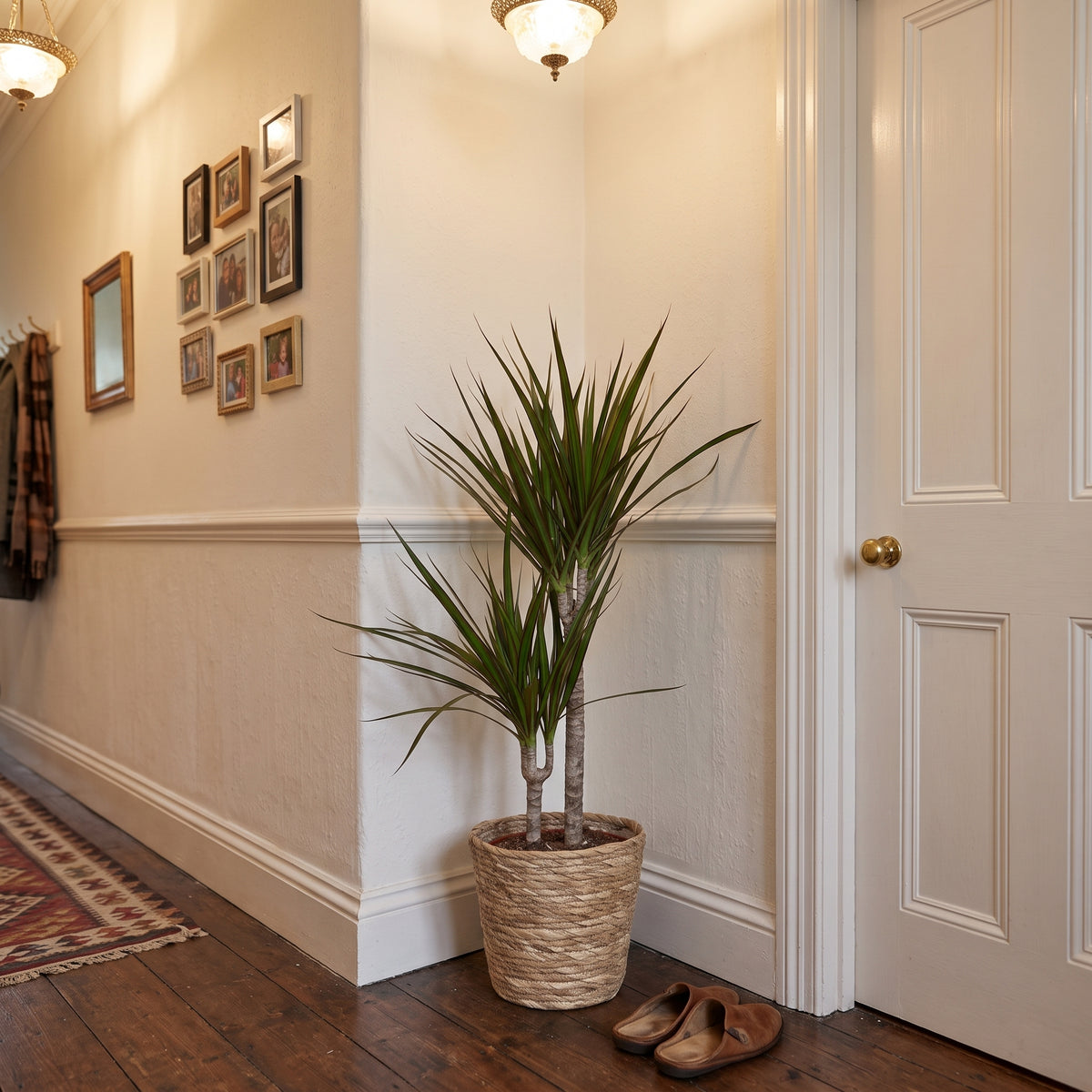 A tall potted dracaena plant in a woven basket pot placed in a hallway corner next to a white door, with a pair of brown shoes on the floor and framed wall art on the wall.