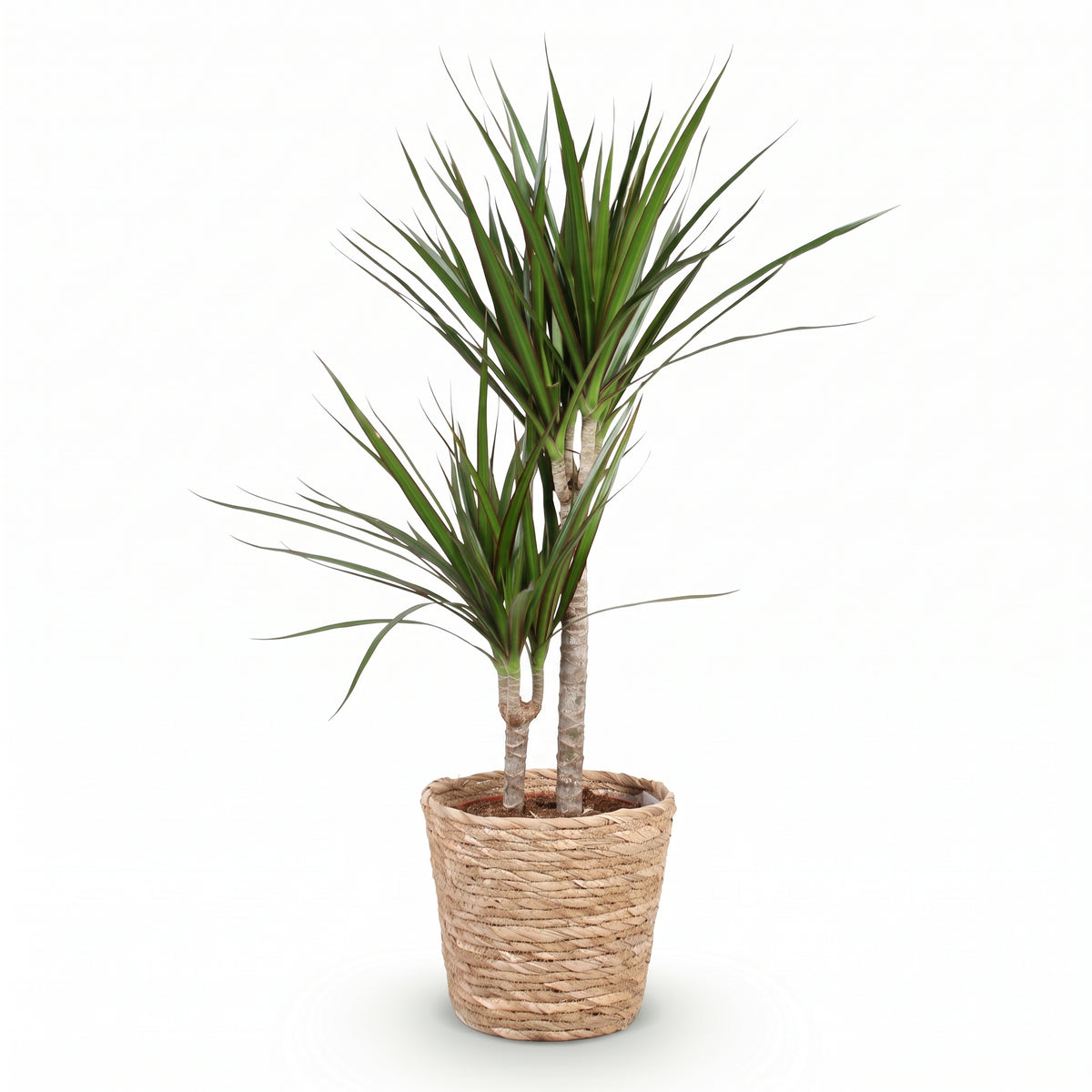 A potted dracaena plant with two upright stems and long, narrow green leaves, planted in a woven natural-fiber basket pot on a clean white background.